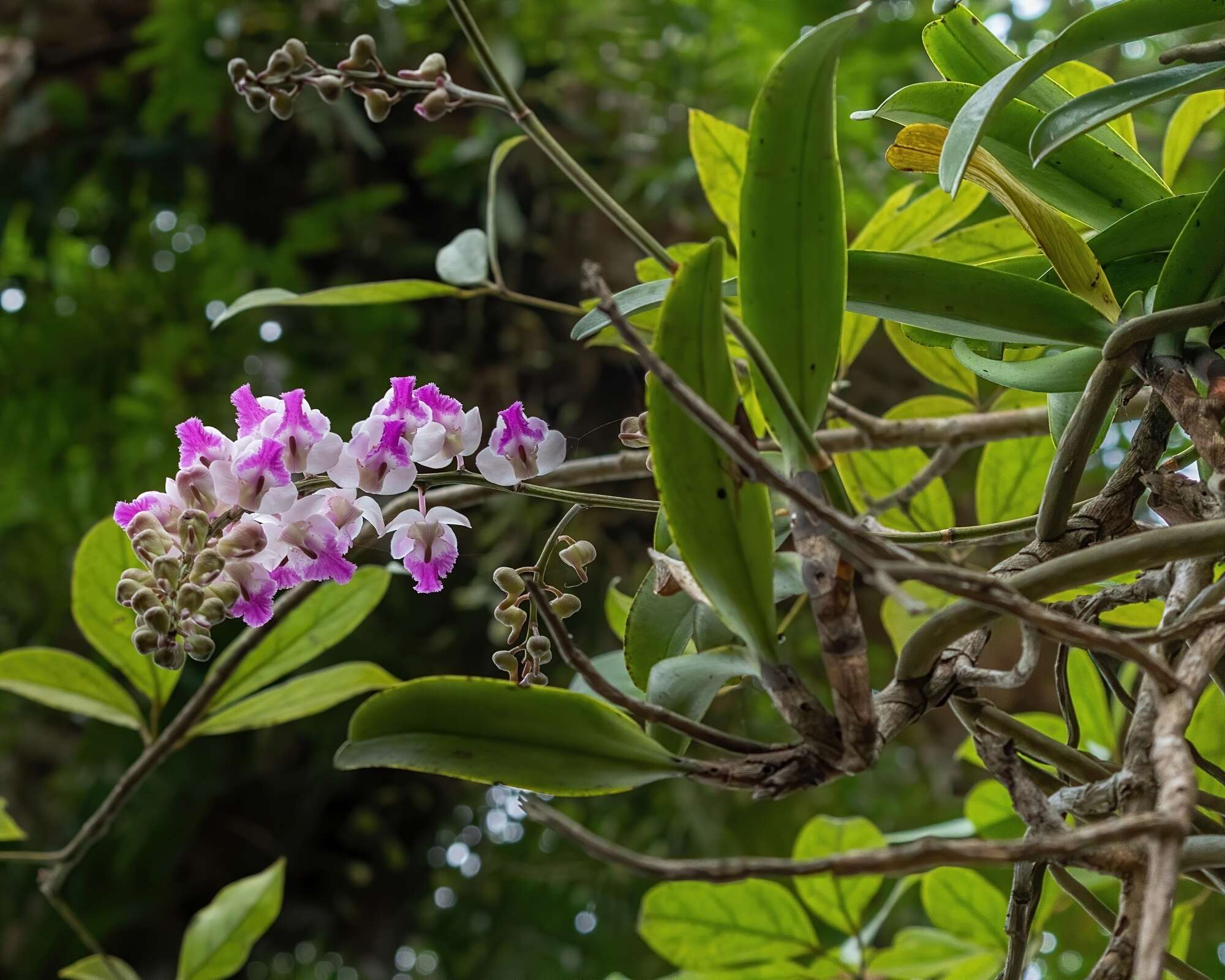 Image of Aerides crispa Lindl.