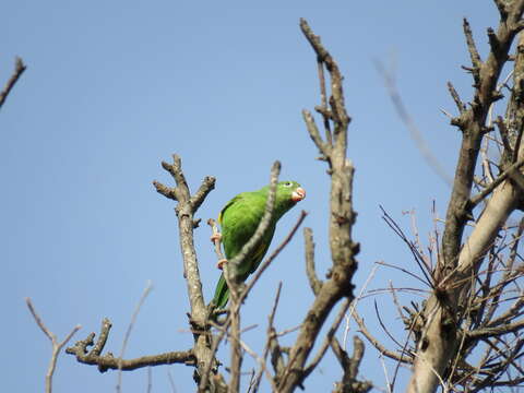 Image of Yellow-chevroned Parakeet