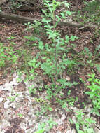 Image of Louisiana Lettuce