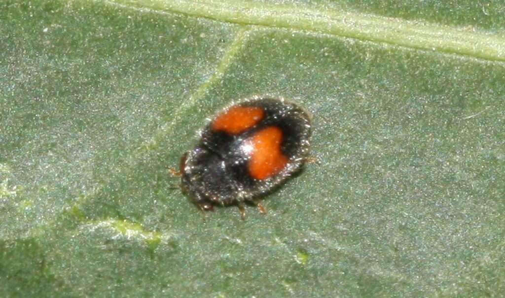 Image of Minute two-spotted ladybird beetle