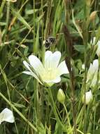 Image of Andrena pulverea Viereck 1917