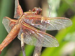 Image of Flame Skimmer