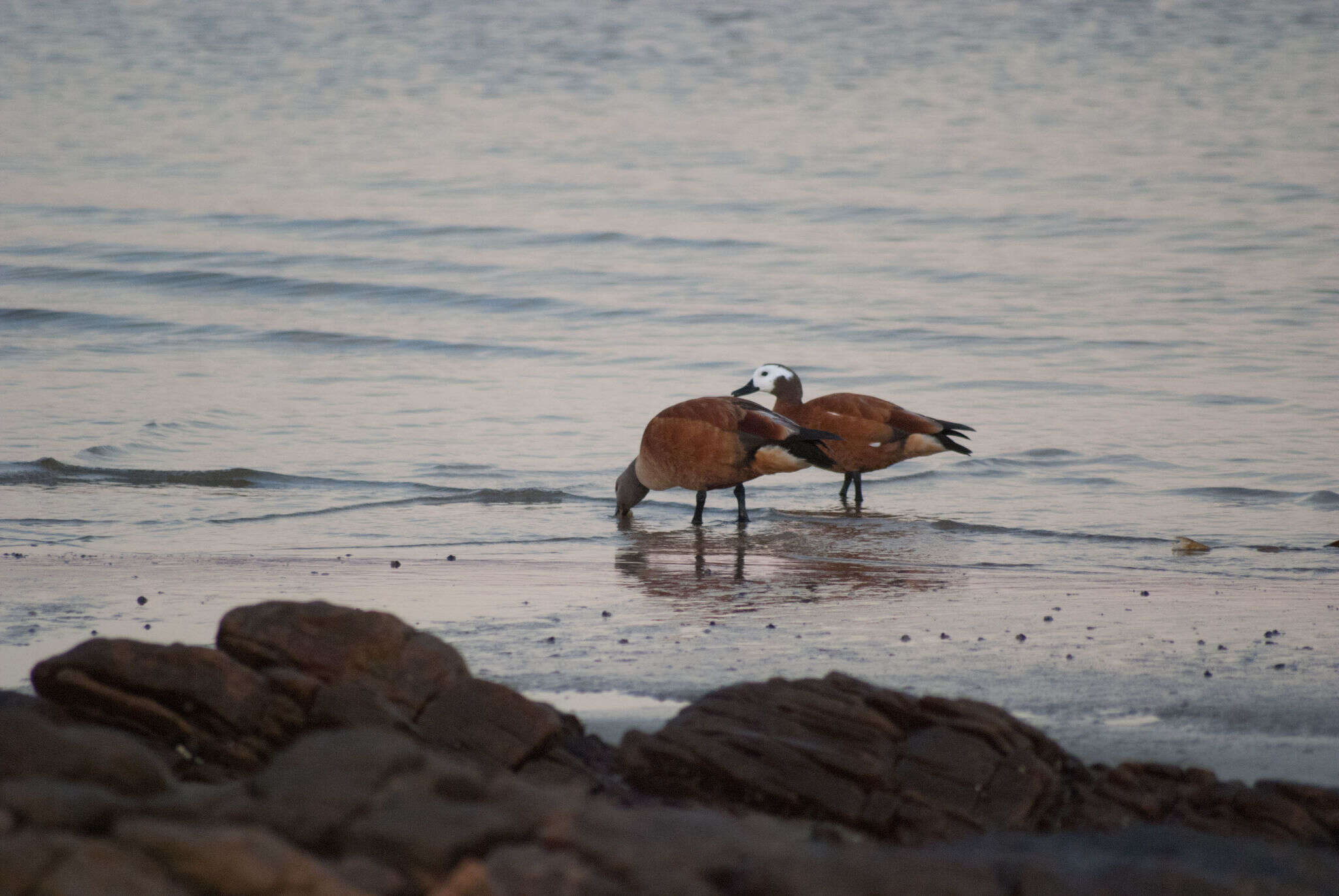 Image of Cape Shelduck