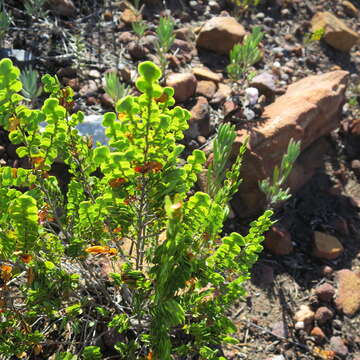 Image of Cliffortia pulchella var. pulchella