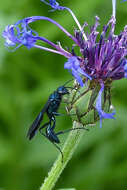 Image of Blue Mud Wasps