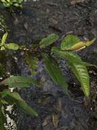 Image of Psidium guajava var. guajava