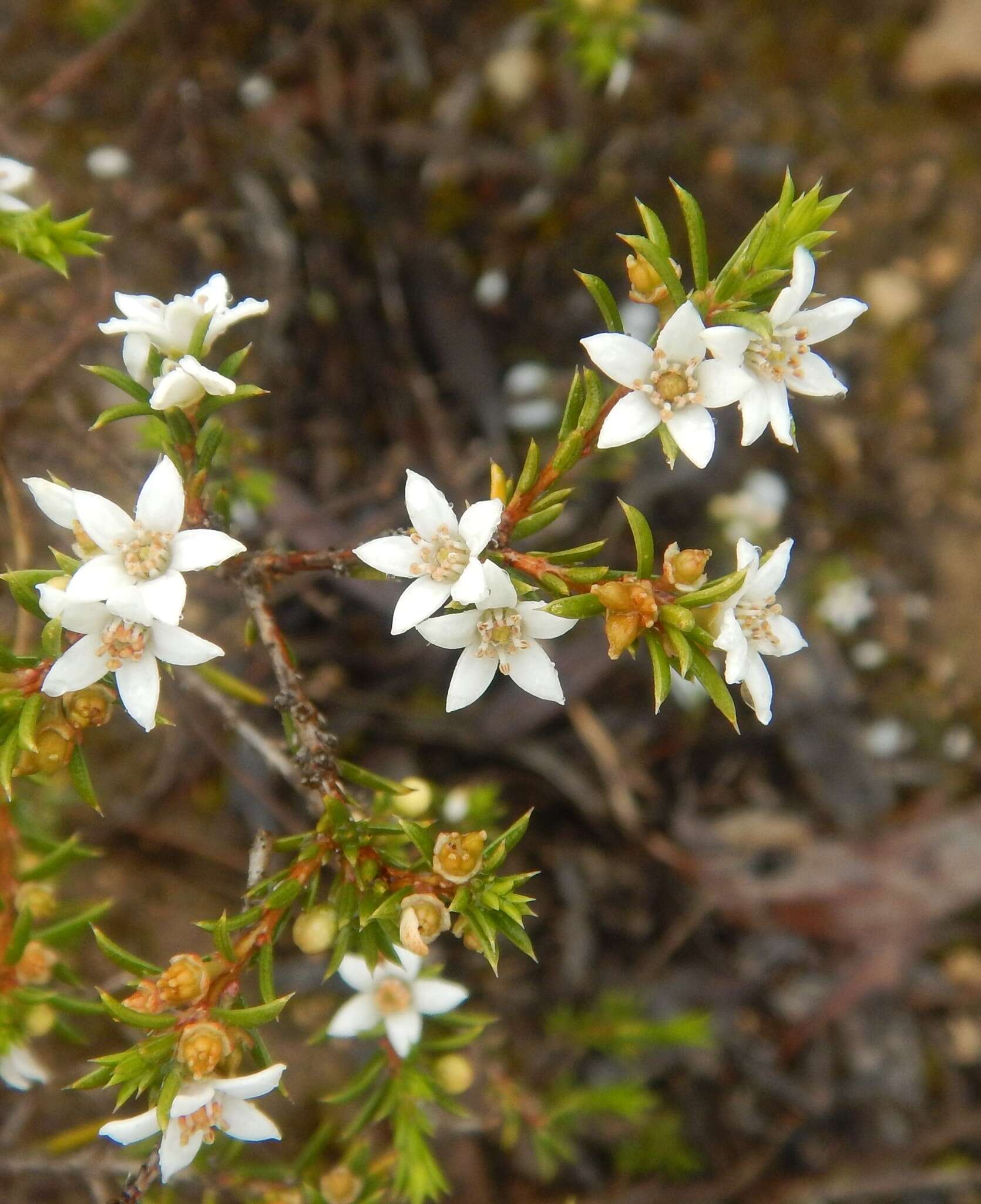 Image of Philotheca pungens (Lindl.) Paul G. Wilson