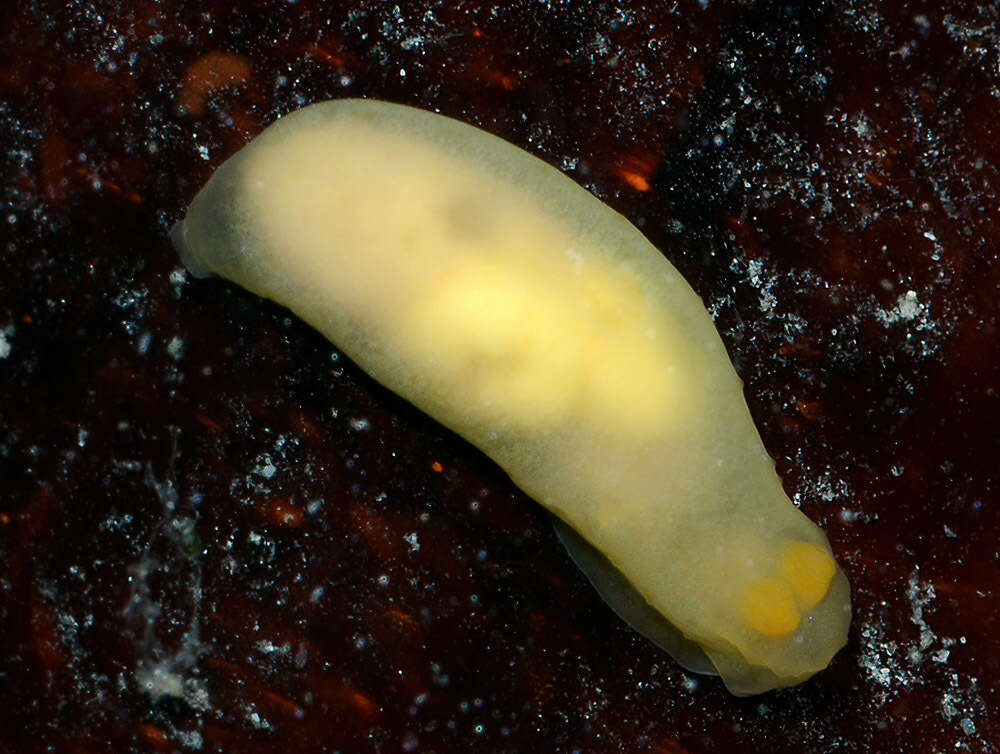 Image of Gymnodoris subornata Baba 1960