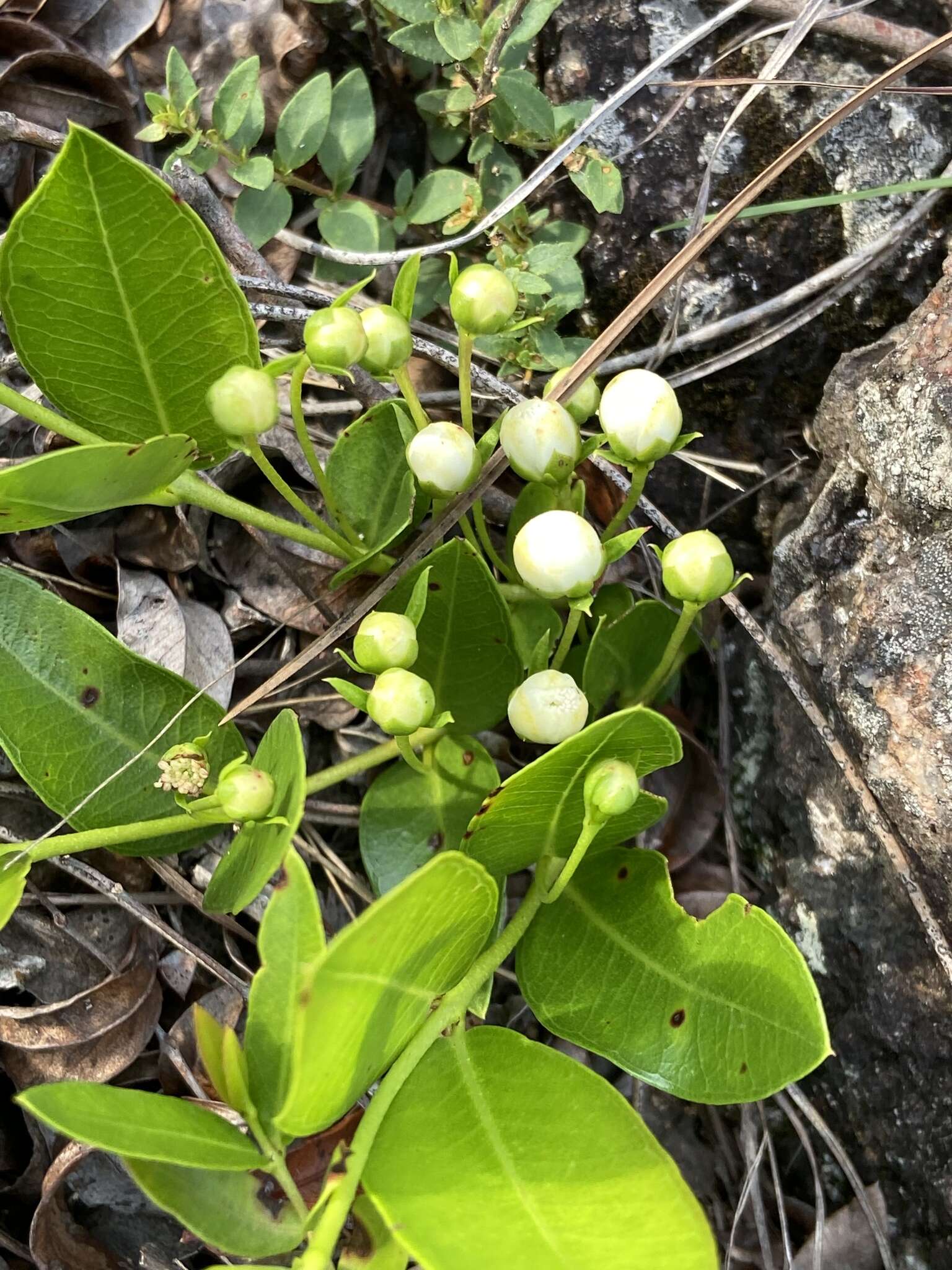 Imagem de Psidium salutare var. mucronatum (Cambess.) Landrum