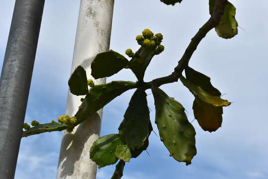 Image of Brazilian pricklypear