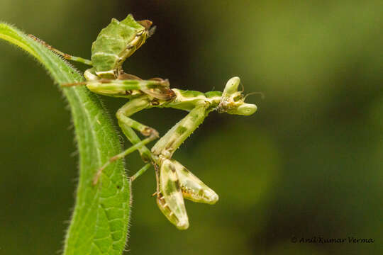 Imagem de Creobroter pictipennis Wood-Mason 1878