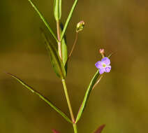 Image of Marsh Speedwell