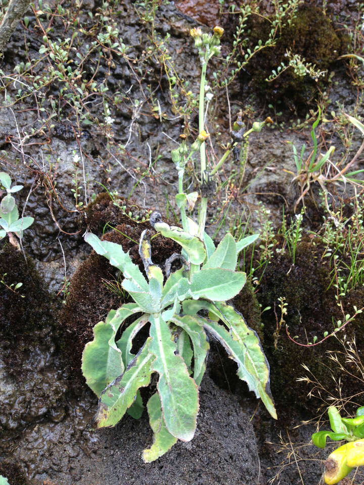 Imagem de Sonchus kirkii B. G. Hamlin