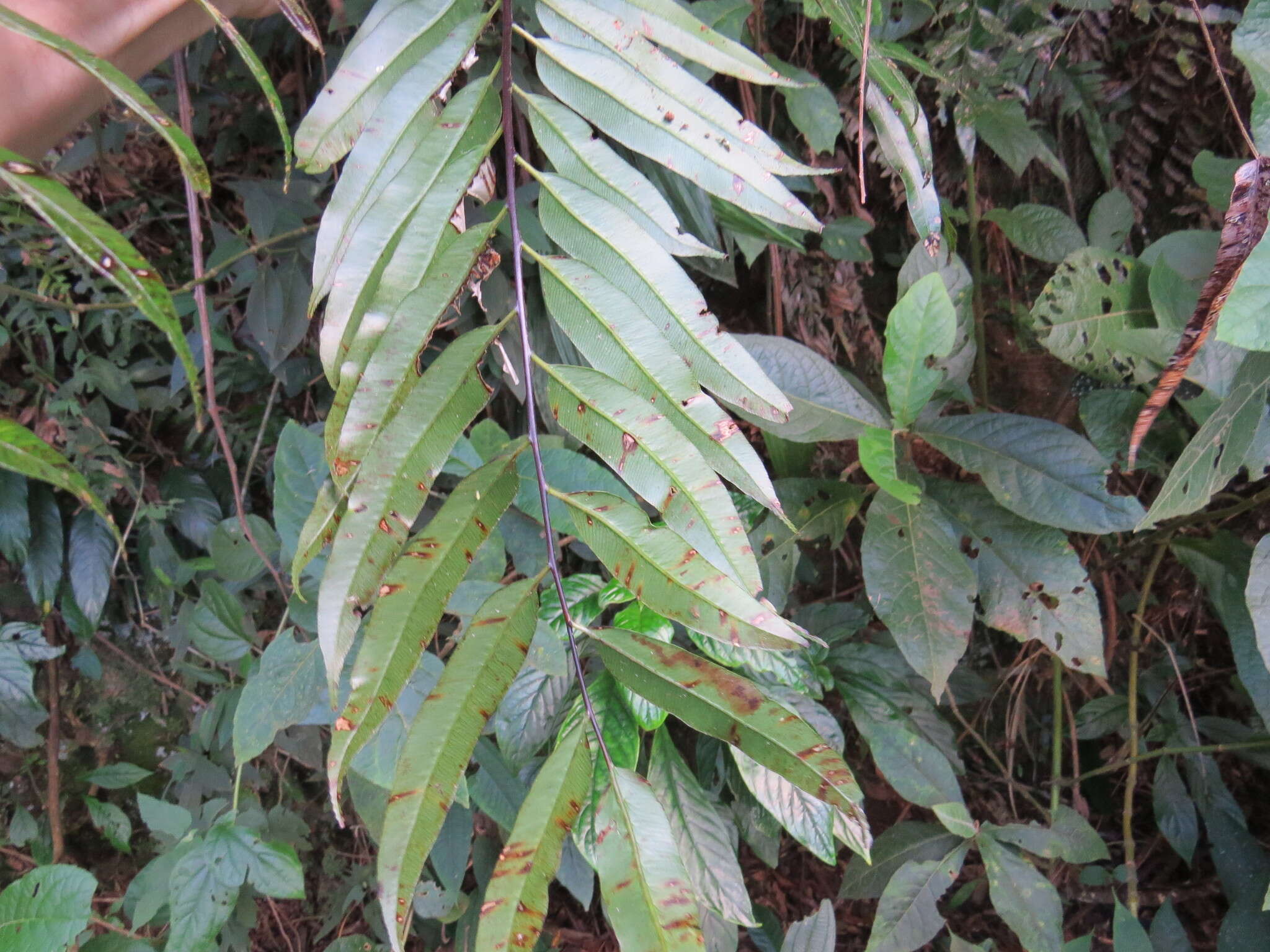 Image of Cyathea corcovadensis (Raddi) Domin