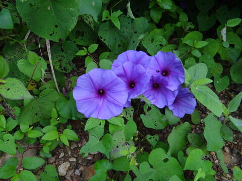 Image of Ipomoea pedicellaris Benth.