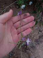 Matthiola fruticulosa (L.) Maire resmi