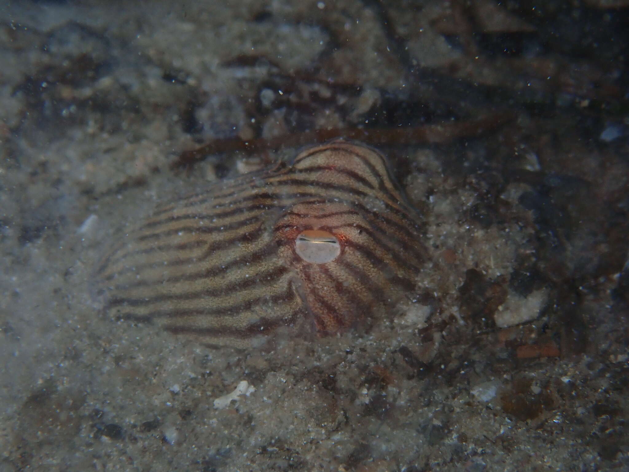 Image of Striped Pyjama Squid