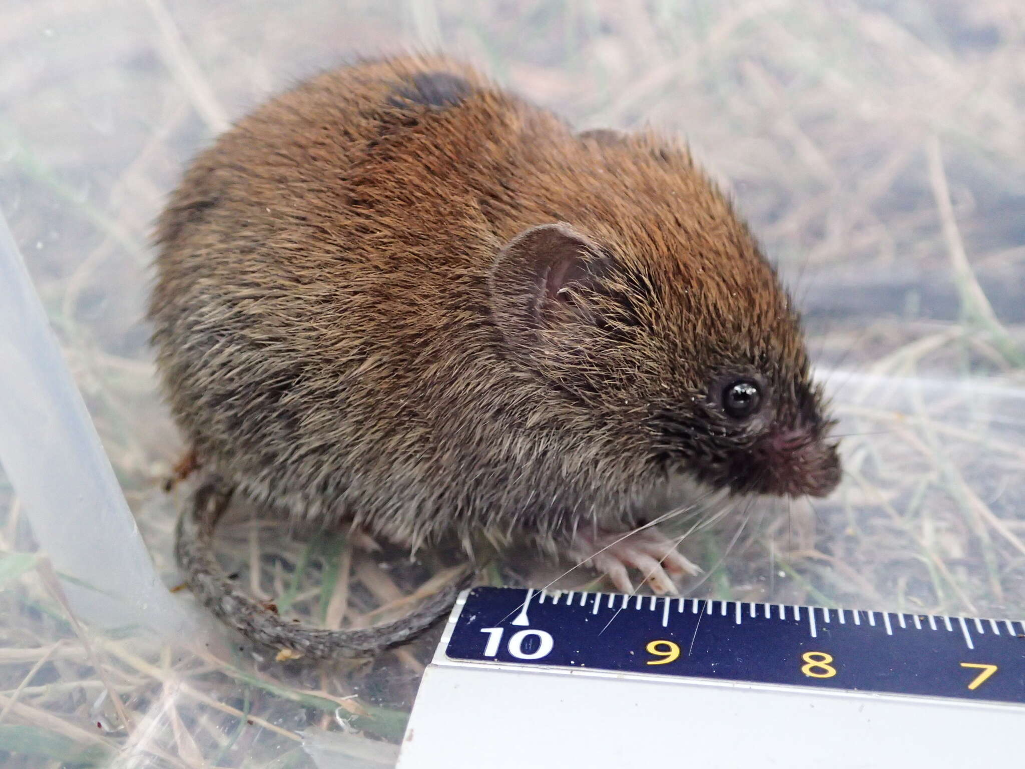 Image of Bank Vole