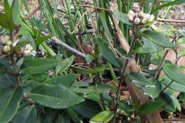 صورة Leichhardtia suaveolens (R. Br.) P. I. Forst.