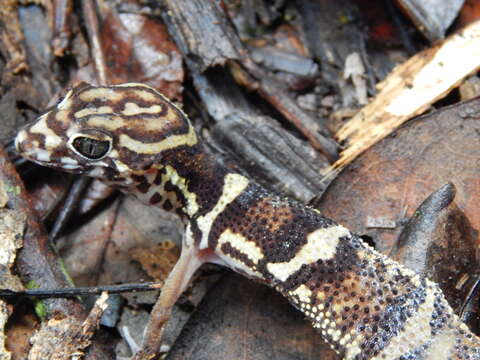 Image of Yucatan Banded Gecko