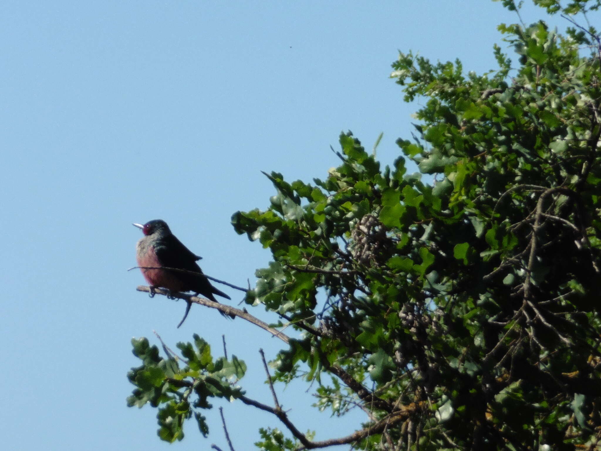 Image of Lewis's Woodpecker