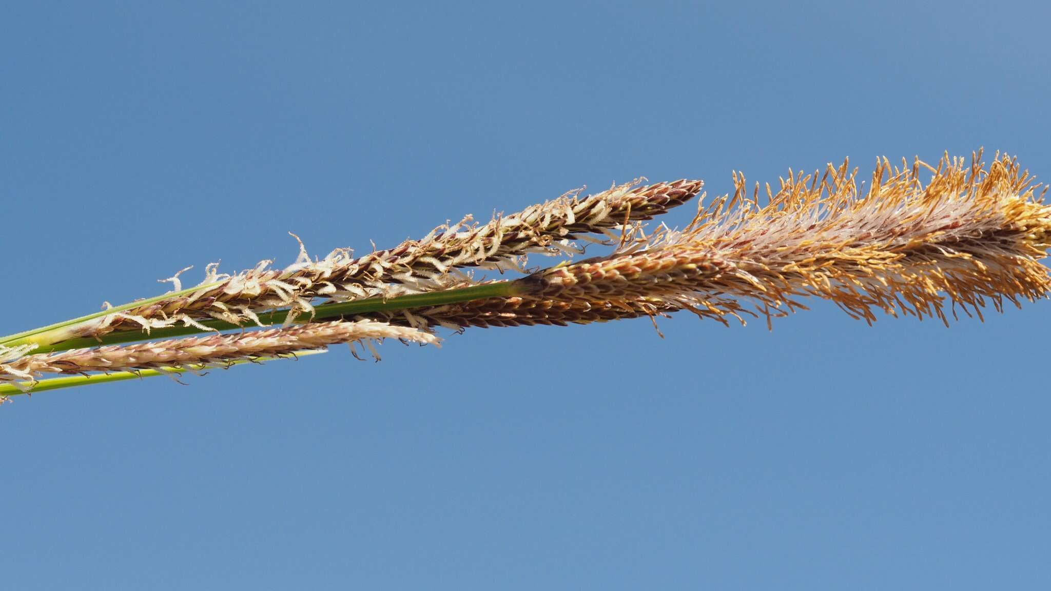 Image of Western Rough Sedge