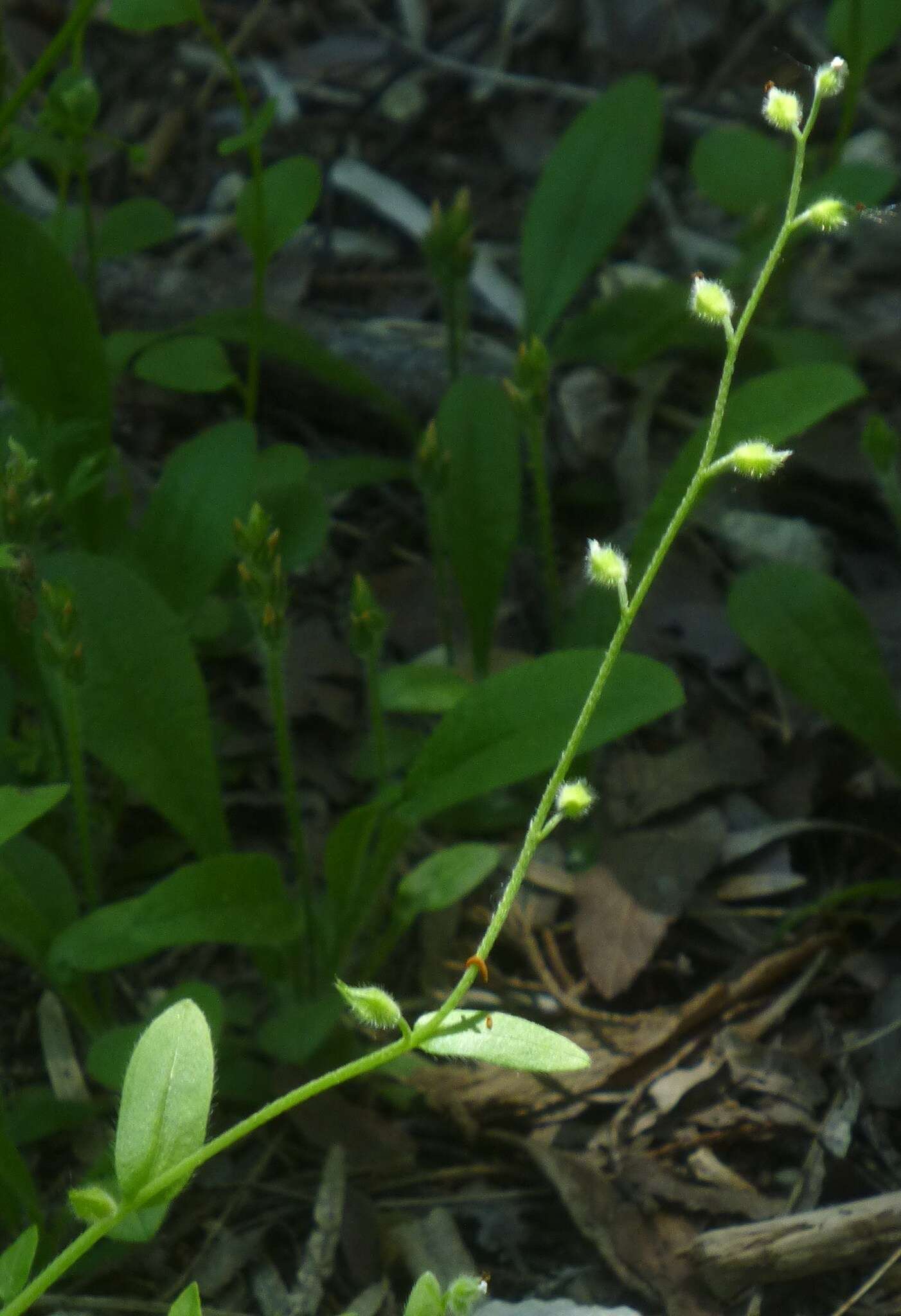 Imagem de Myosotis macrosperma Engelm.