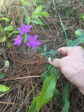 Imagem de Phlox floridana Benth.