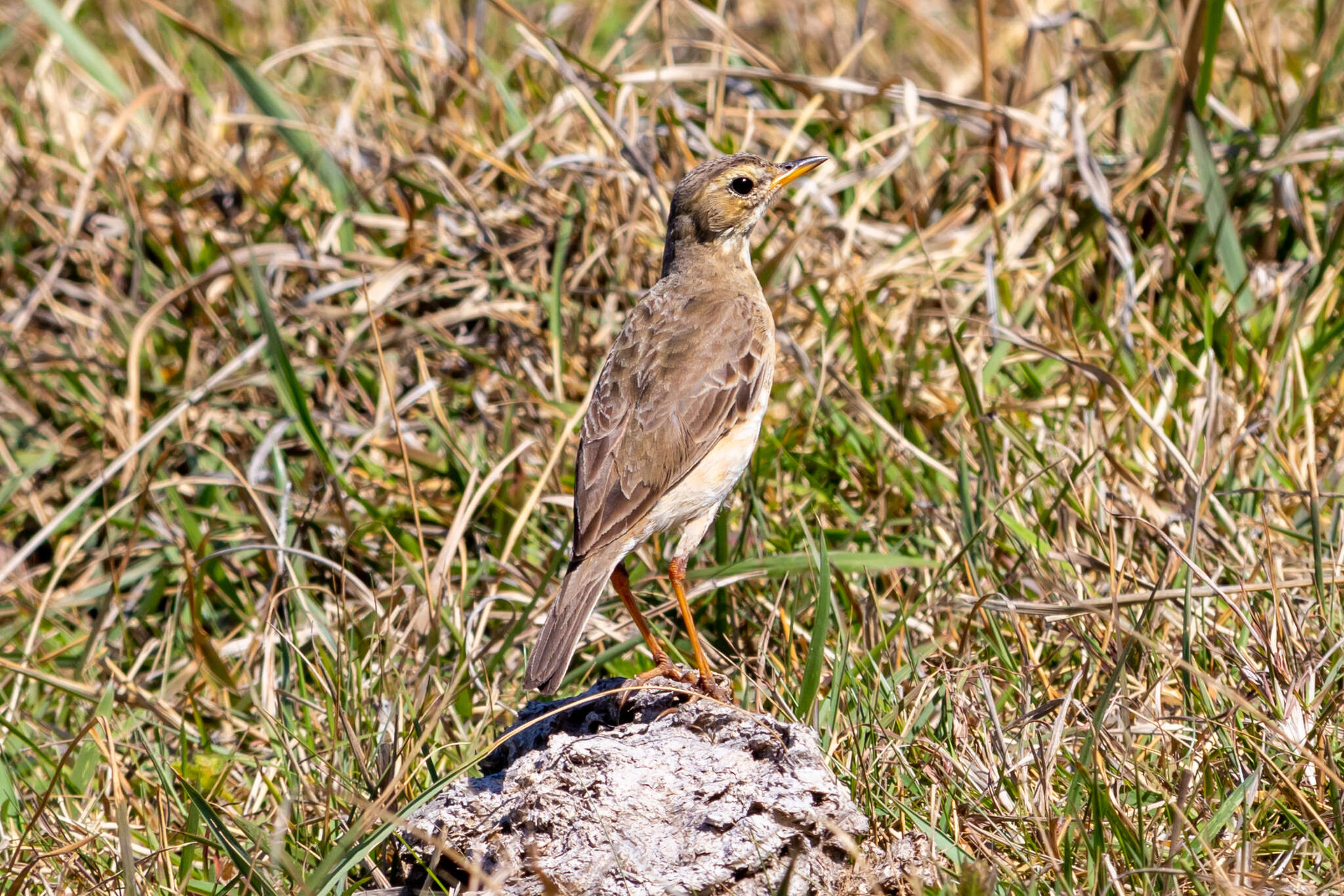 Image of Plain-backed Pipit