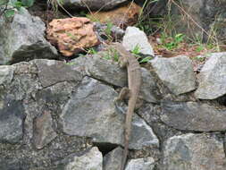 Image of Bengal Monitor Lizard