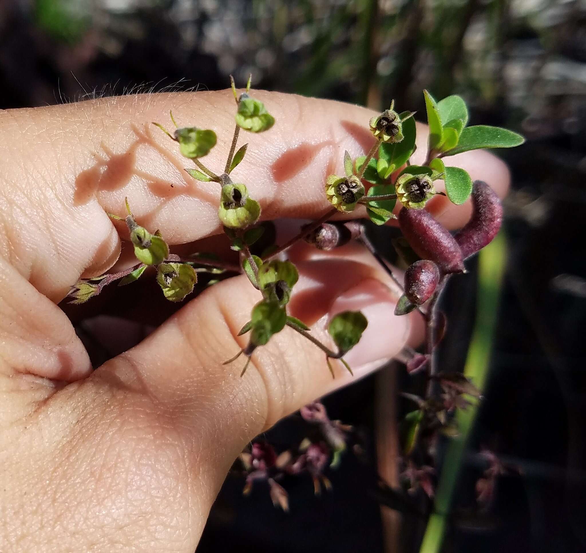 Image de Stagmatophora sexnotella (Chambers 1878)