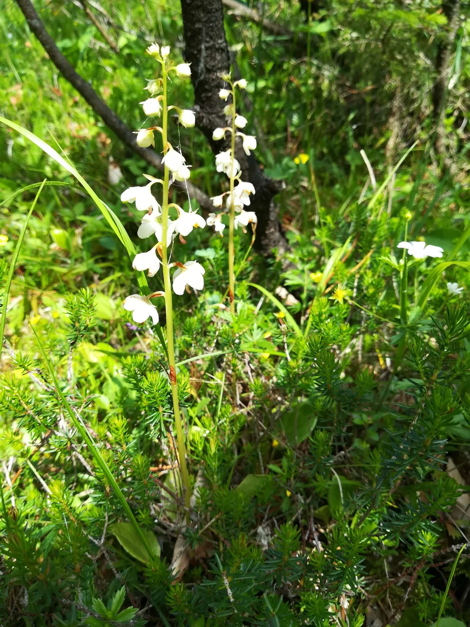 Plancia ëd Pyrola rotundifolia L.