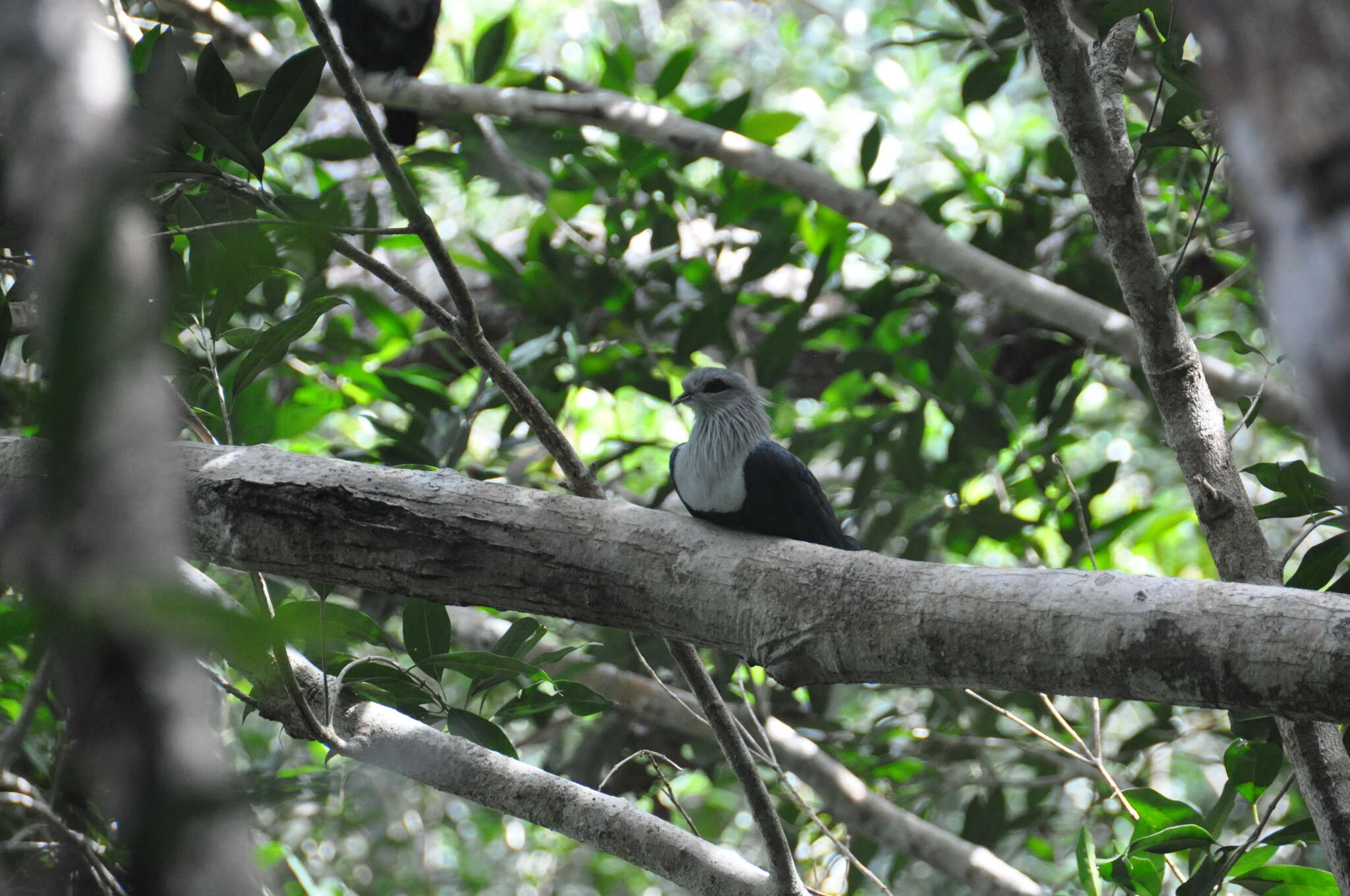 Image of Comoro Blue Pigeon