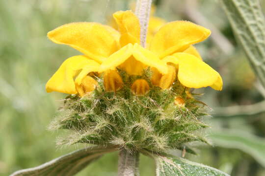 Image of Phlomis grandiflora H. S. Thomps.