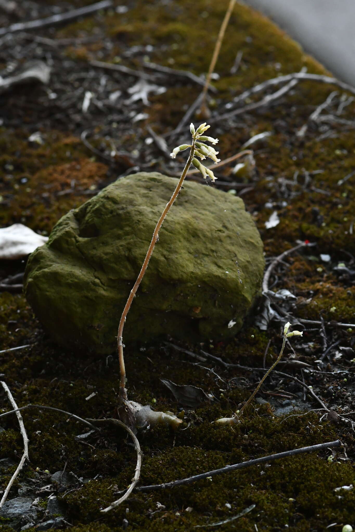 Image of Cheirostylis takeoi (Hayata) Schltr.