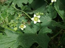 Image of white bryony