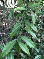 Image of laurel-leaf snailseed
