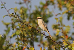 Image of Isabeline Shrike