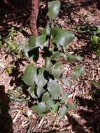 Image of Styrax ferrugineus Nees & Mart.