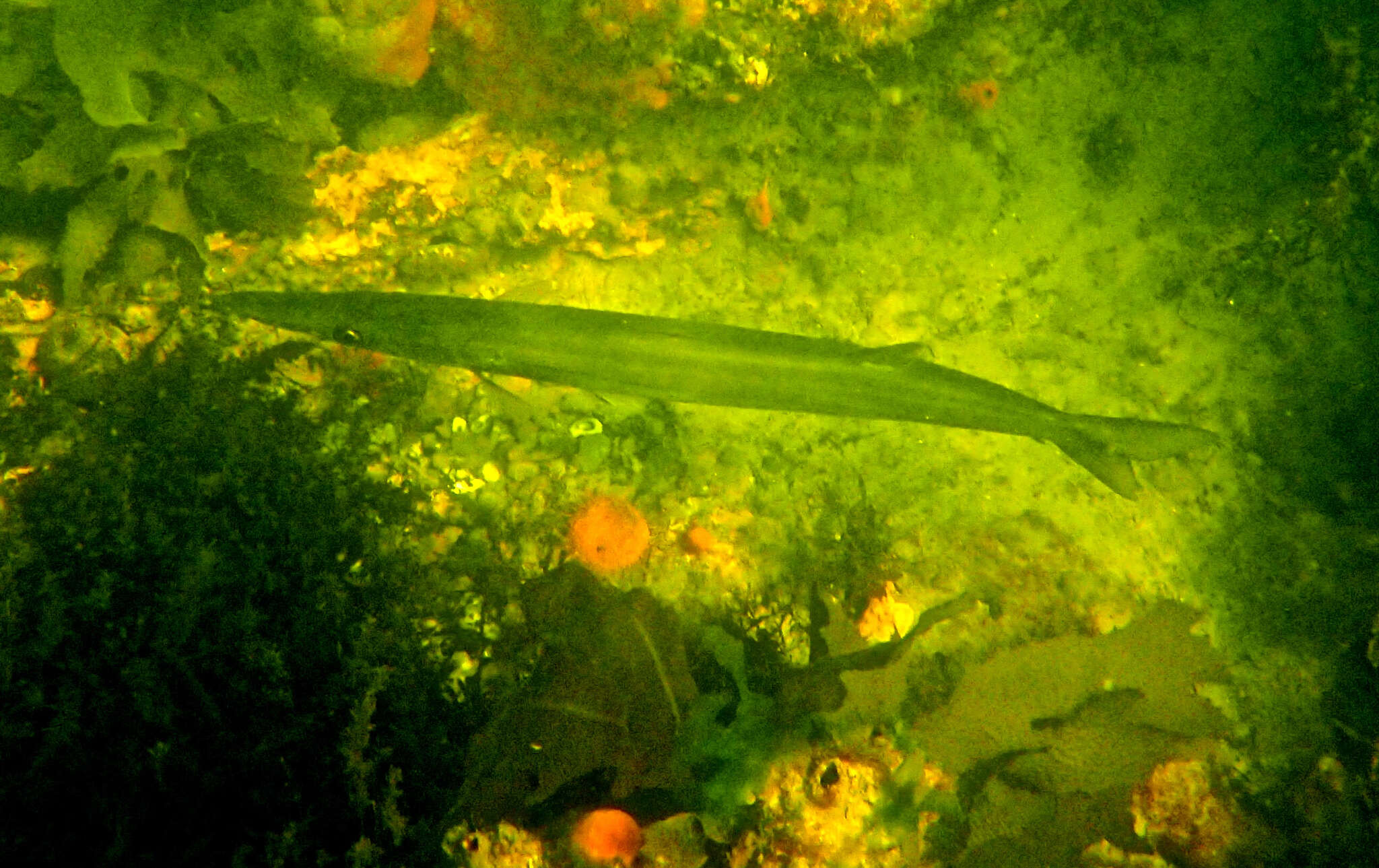 Image of Australian barracuda