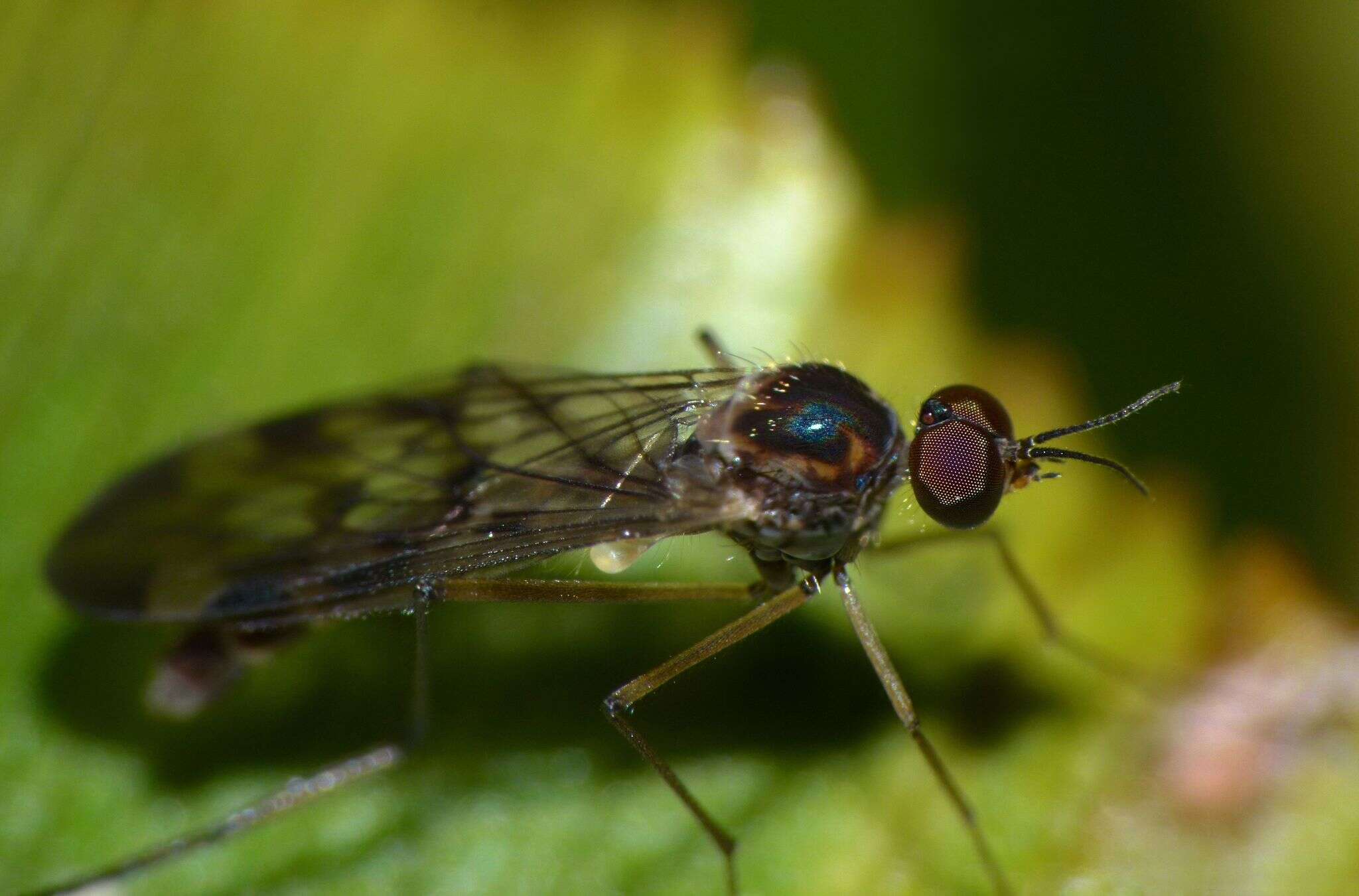 Image of Sylvicola undulatus (Lamb 1909)