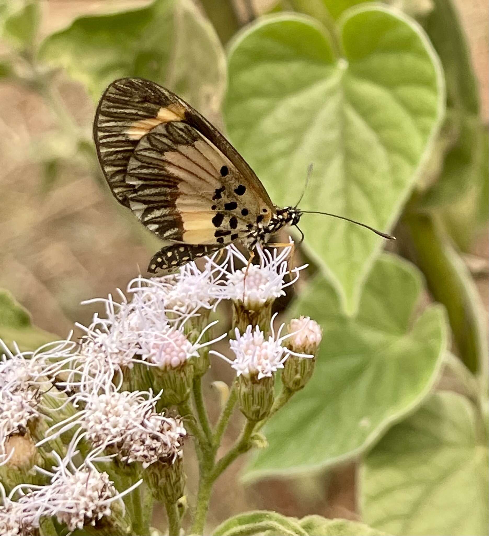 Image of <i>Acraea <i>bonasia</i></i> bonasia