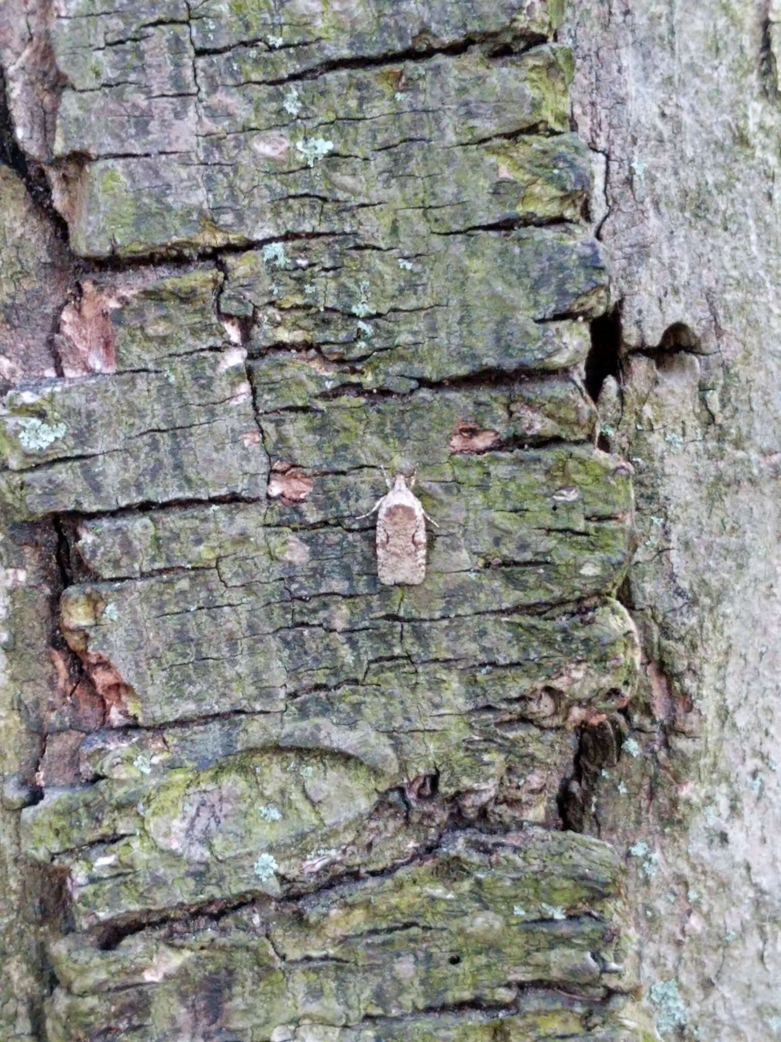 Image of Agonopterix curvilineella Beutenmüller 1889