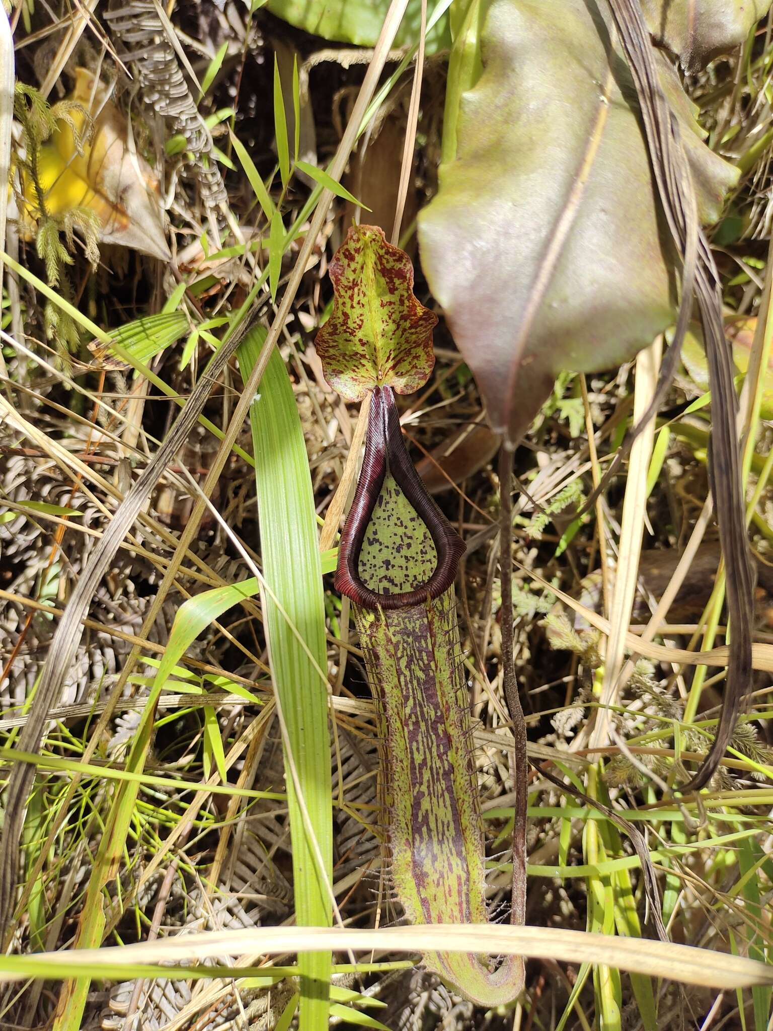 Image of Nepenthes maxima Reinw. ex Nees