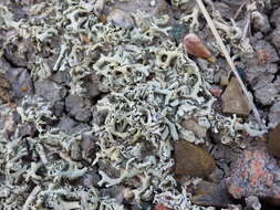 Image of xanthoparmelia lichen