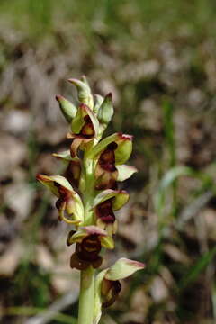 Image of Steveniella satyrioides (Spreng.) Schltr.