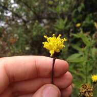 Sivun Tridax brachylepis Hemsl. kuva