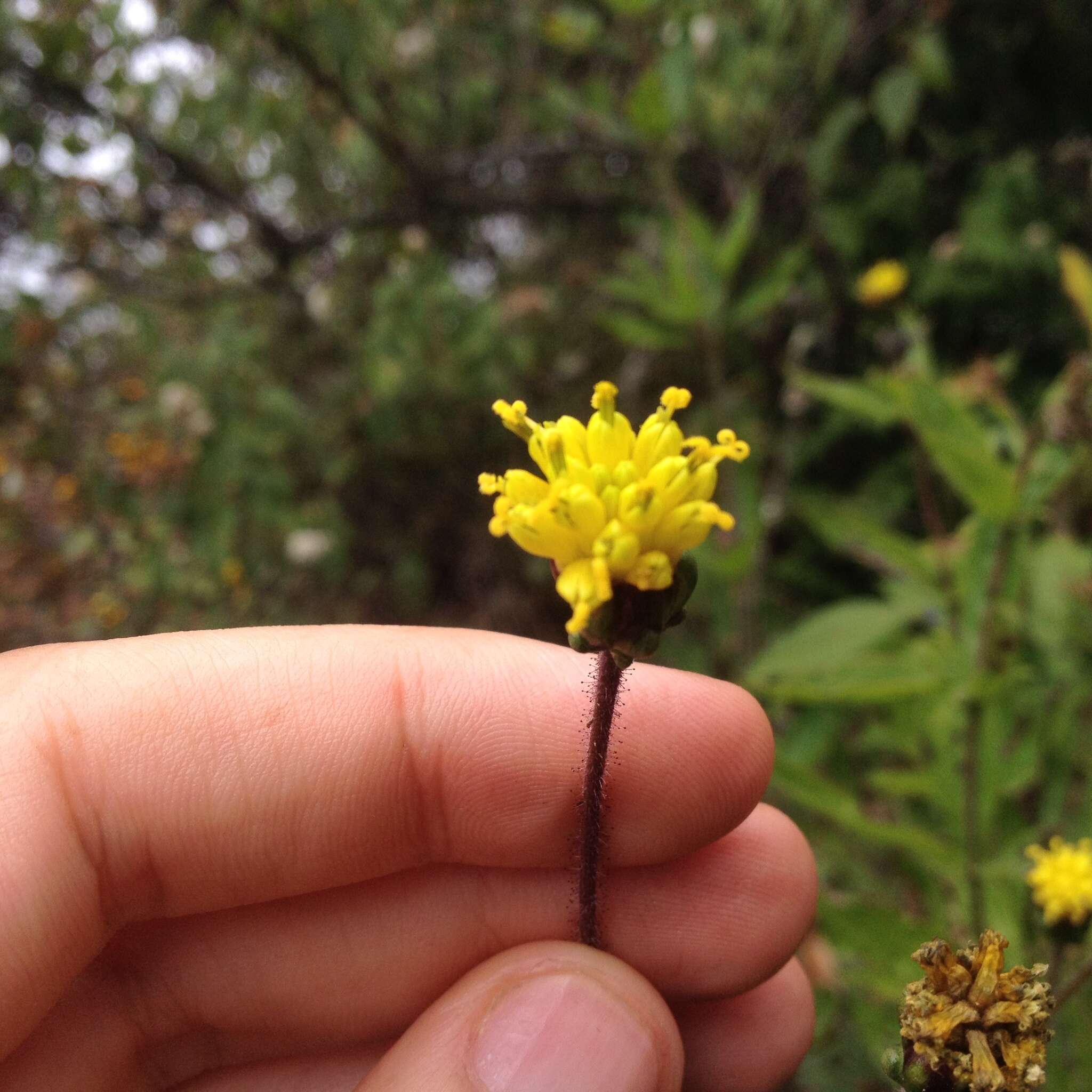 Image de Tridax brachylepis Hemsl.