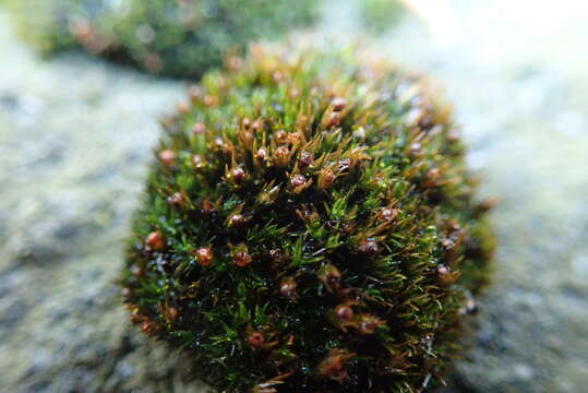 Image of seaside schistidium moss