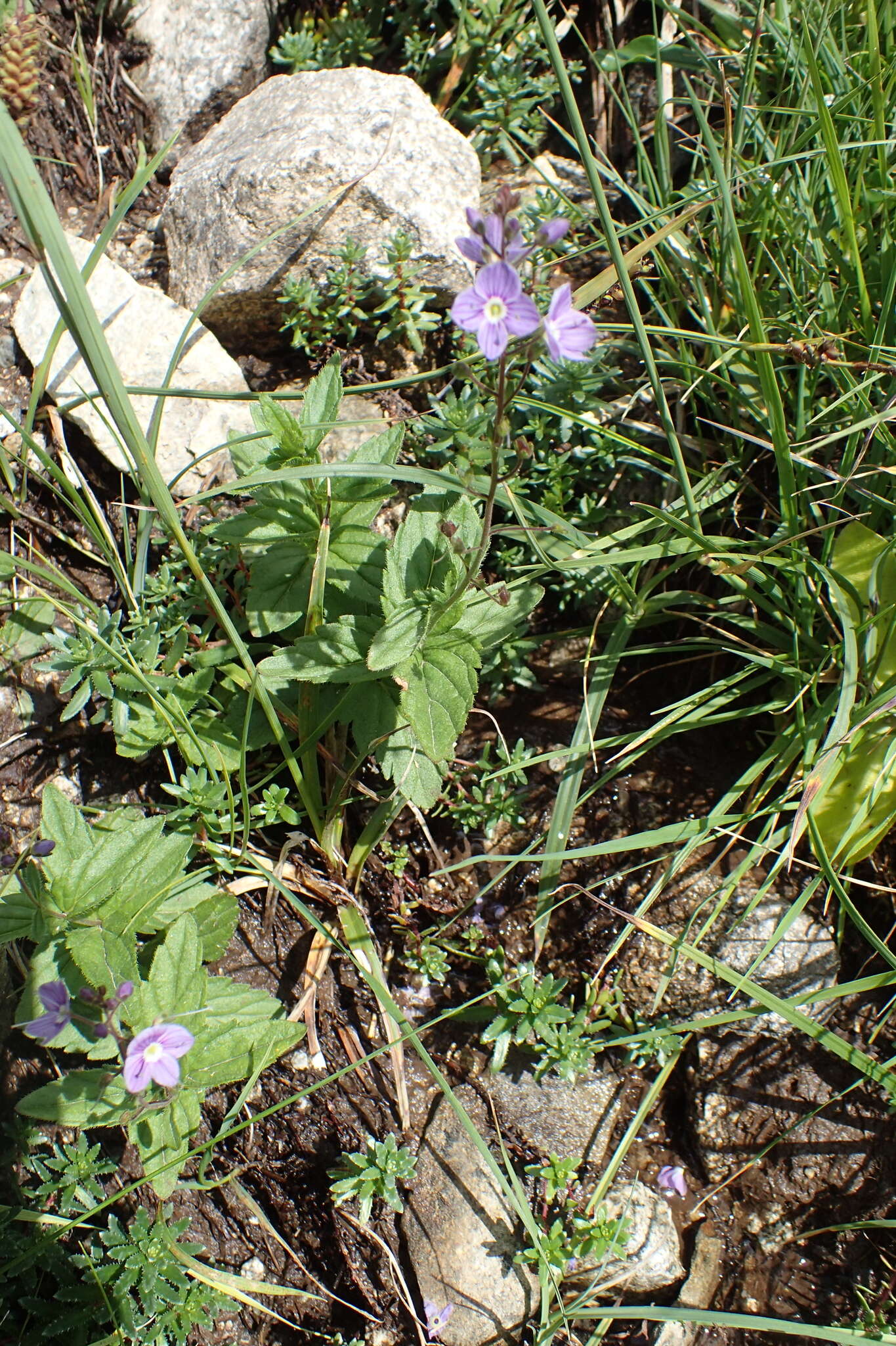 Image of Veronica ponae Gouan